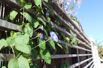 A Verdaviva team member carefully staining a wooden fence under a bright sky.