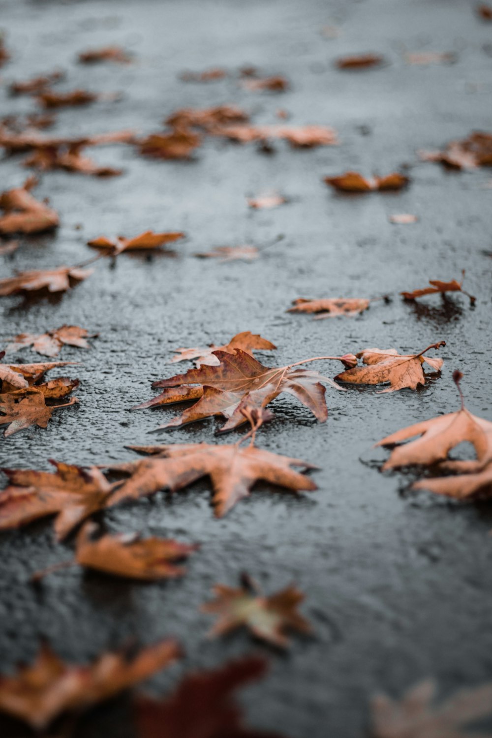 brown leaves on gray concrete floor