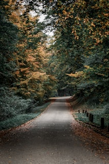 gray concrete road in between green trees during daytime