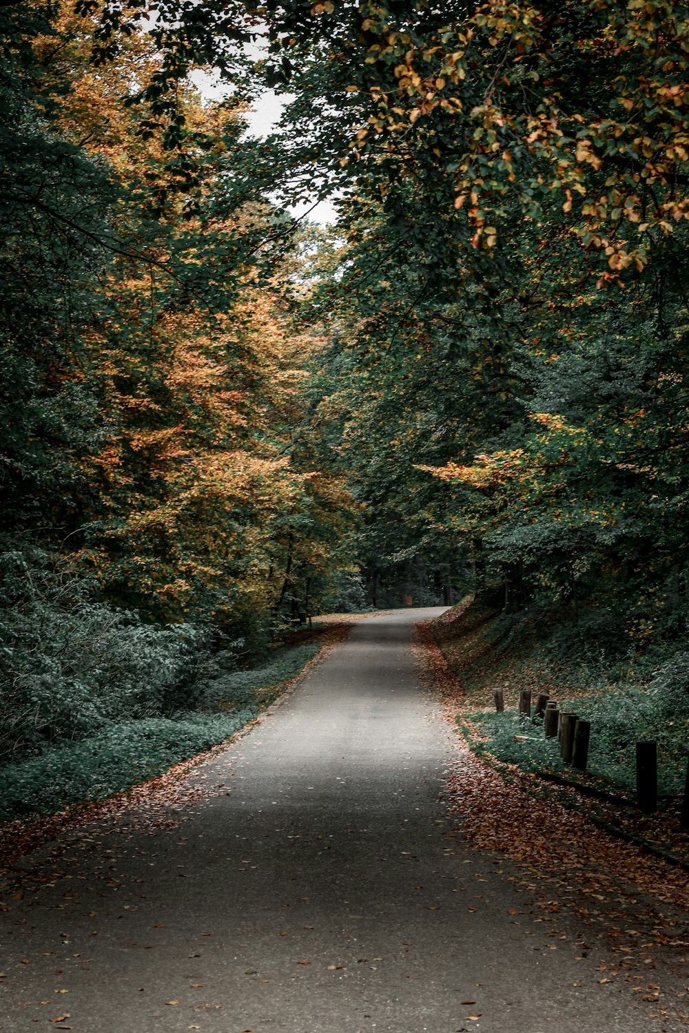 gray concrete road in between green trees during daytime