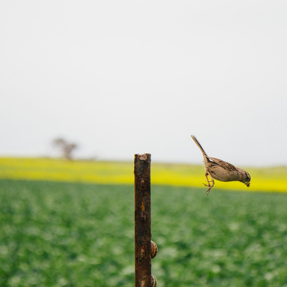 brown bird on brown wooden stick during daytime