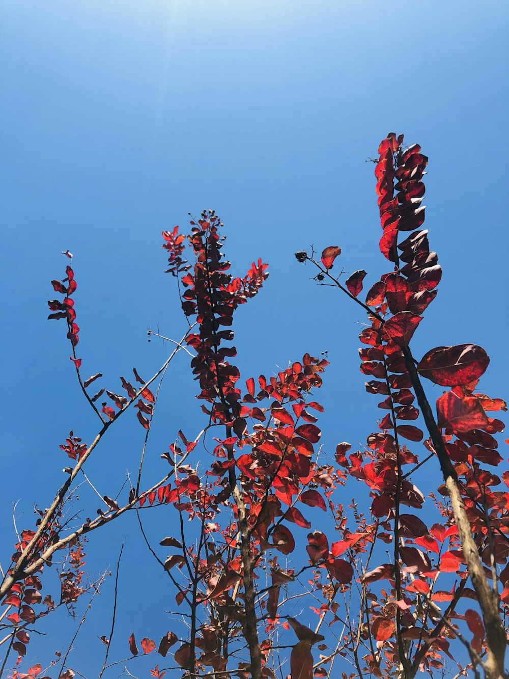 red bird on brown tree branch during daytime