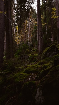 green trees in forest during daytime