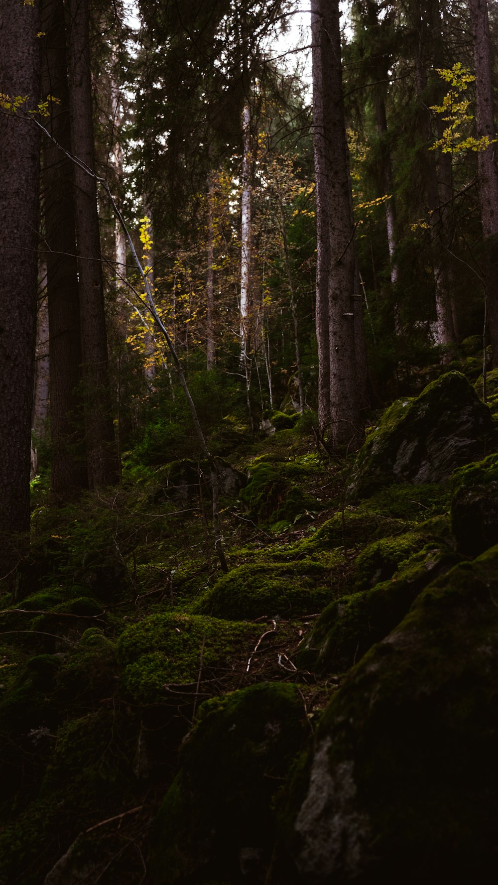 green trees in forest during daytime