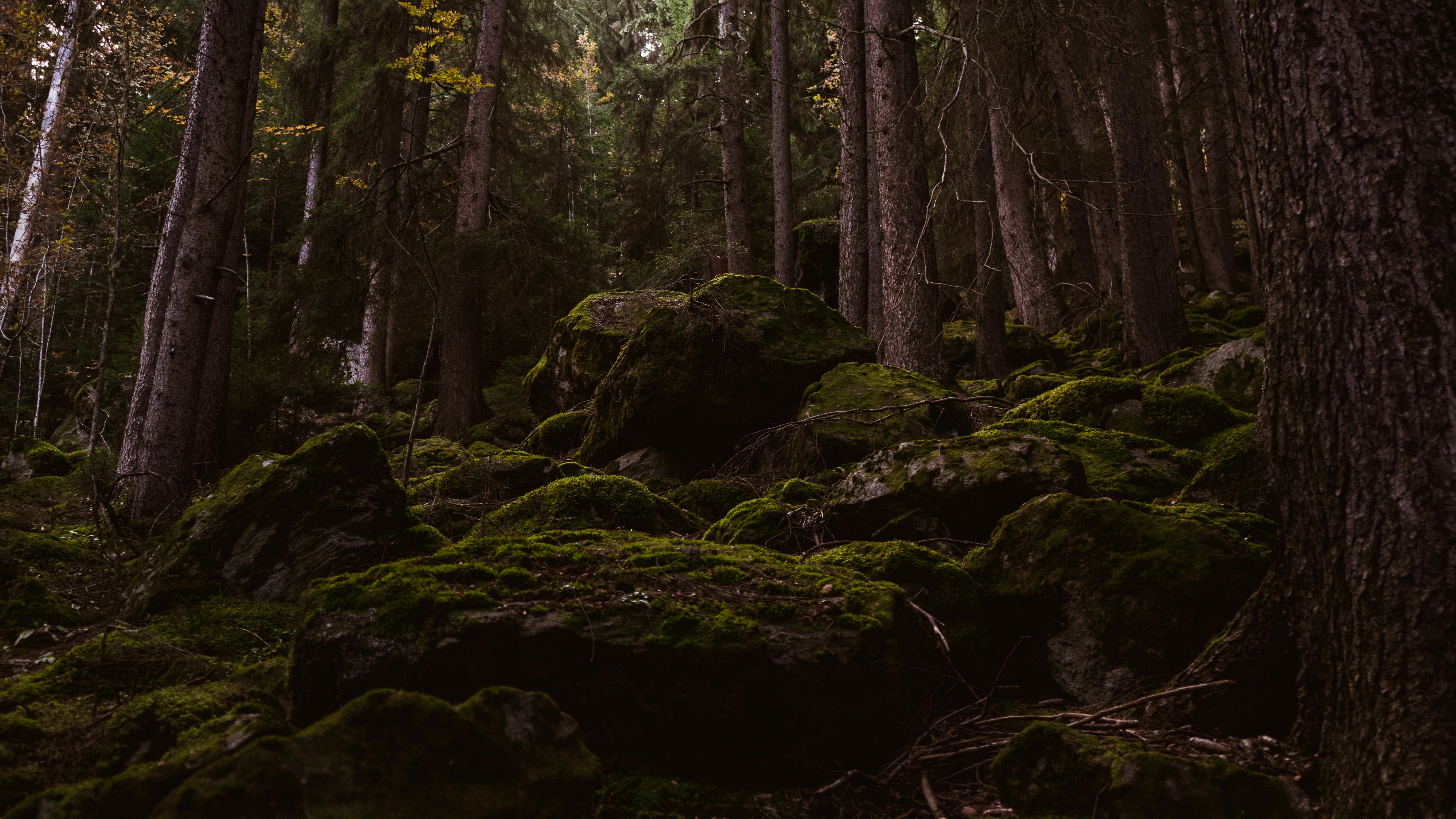 brown tree trunk in forest during daytime