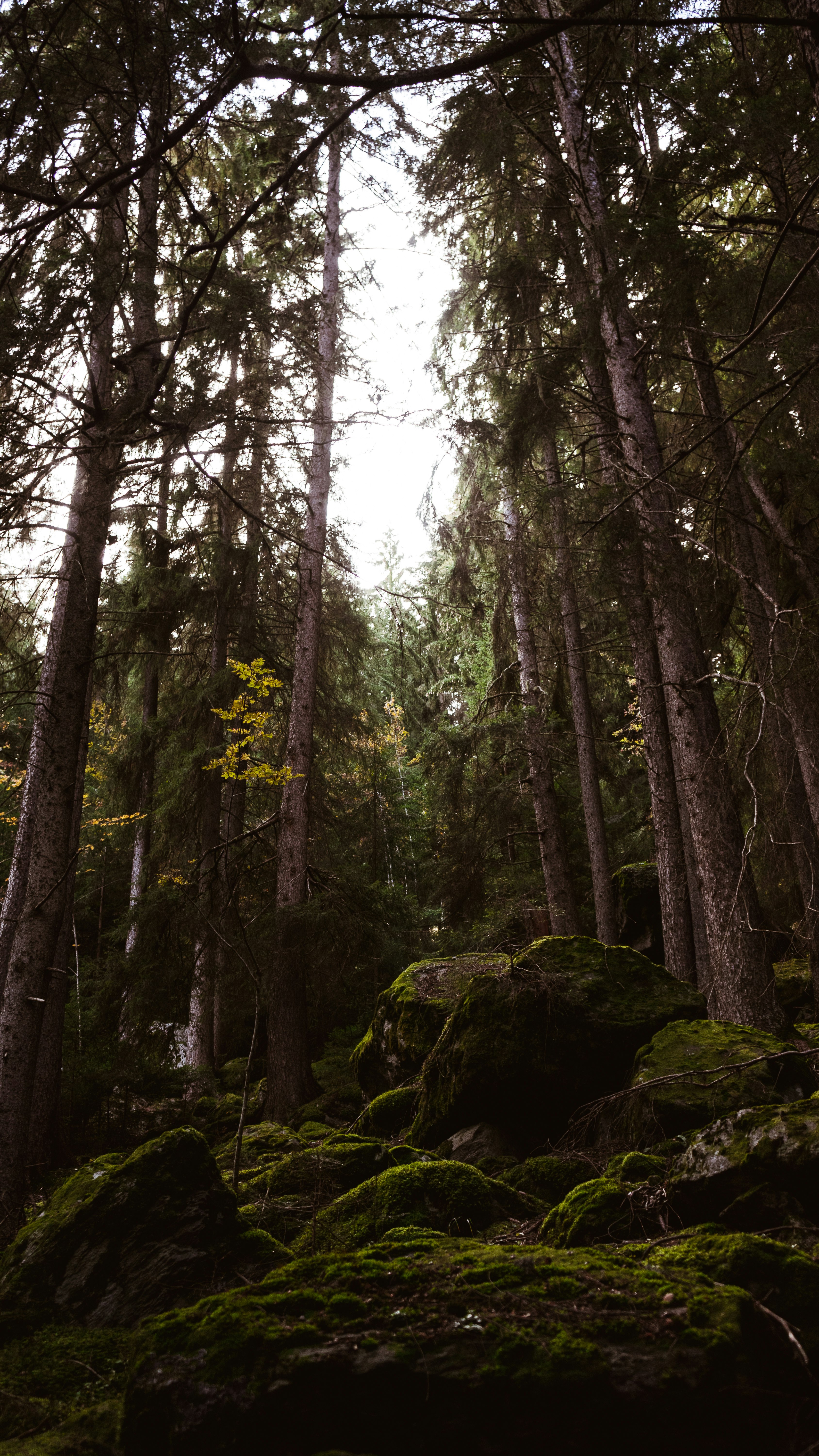 green trees on brown rock