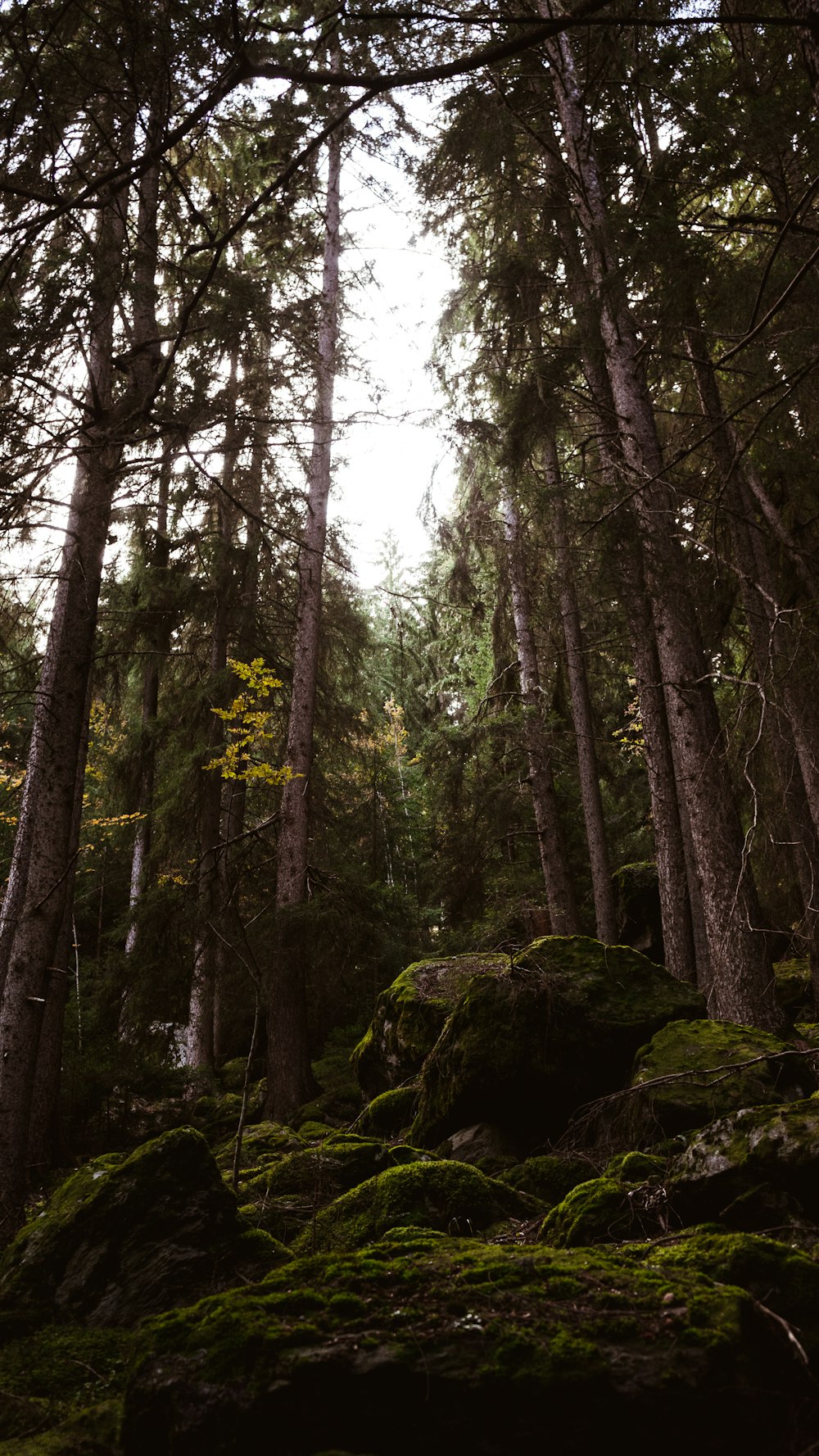 green trees on brown rock