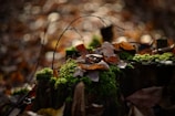 Close-up of a Scarred Bark branded disc resting on a mossy tree stump in a sunlit forest.