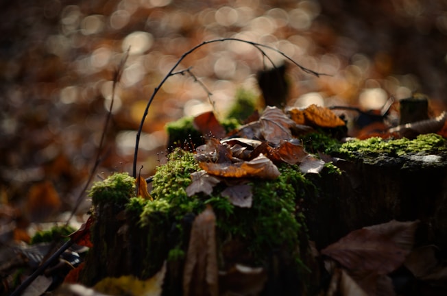 Close-up of a Scarred Bark branded disc resting on a mossy tree stump in a sunlit forest.