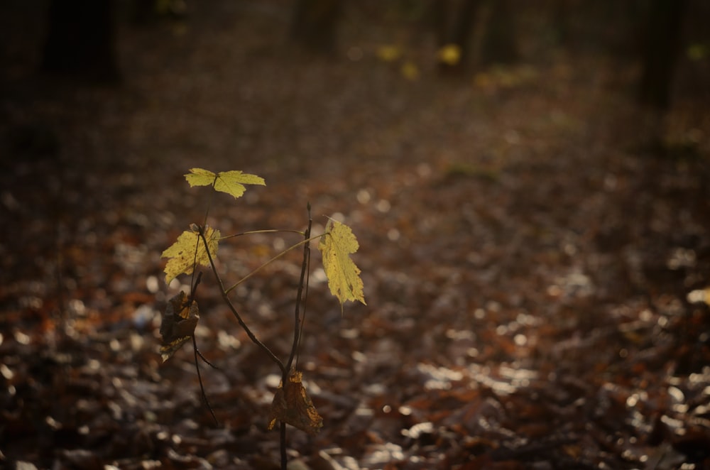 yellow maple leaf on ground