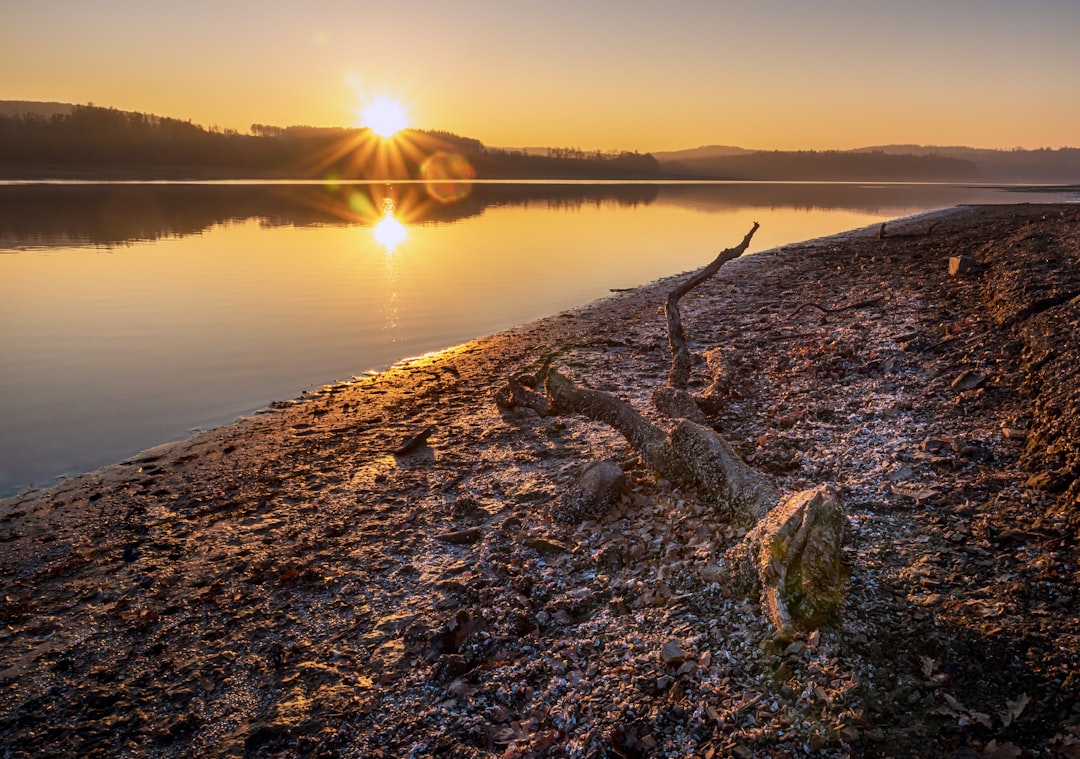 brown tree log on brown soil near body of water during daytime