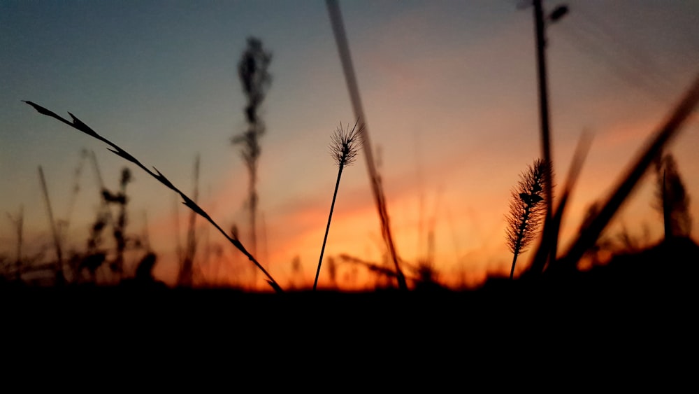 silhouette of grass during sunset