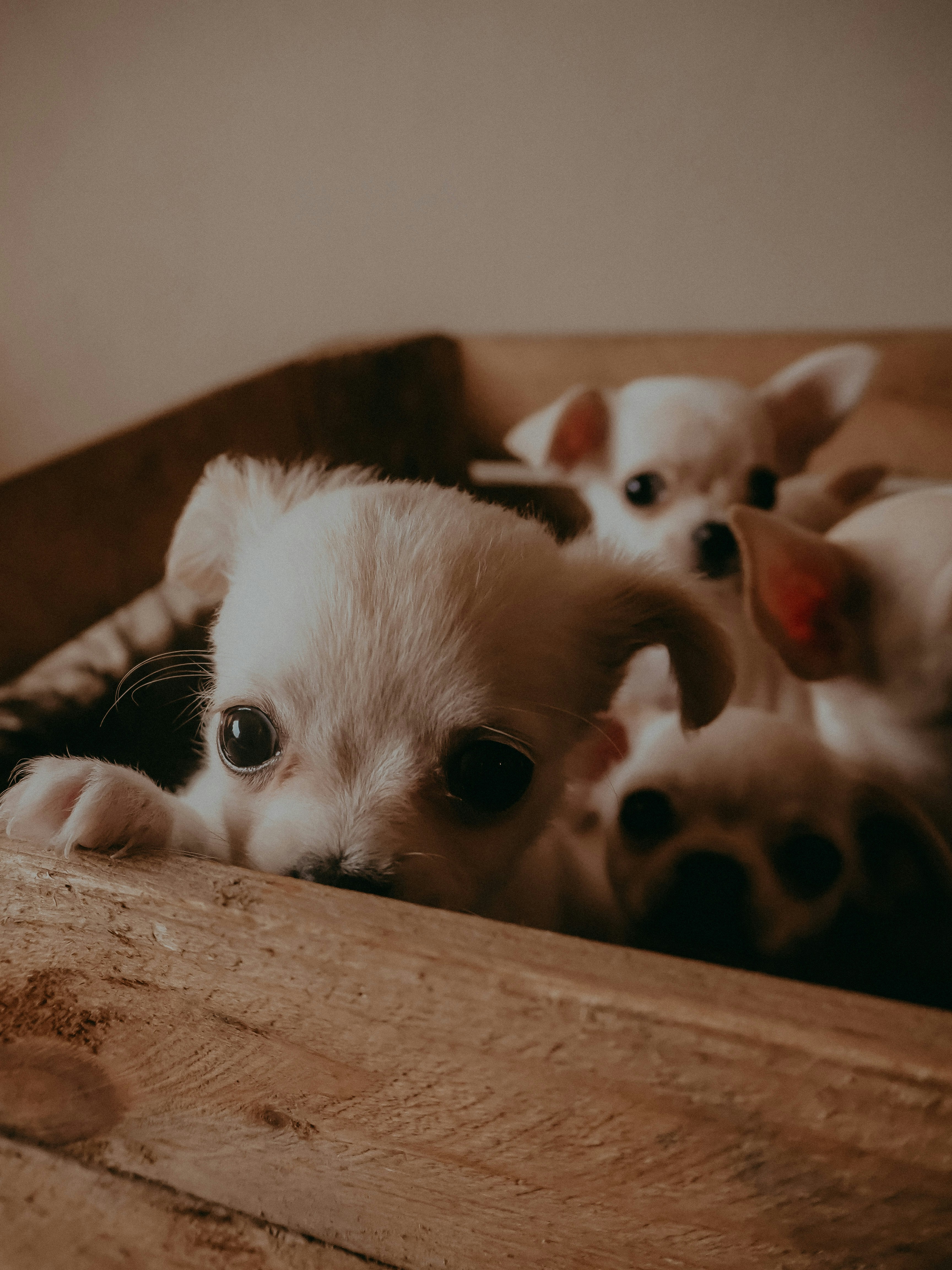 茶色の布地に白いチワワの子犬の写真 Unsplashで見つけるドイツの無料写真