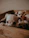 white chihuahua puppy on brown textile