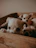 white chihuahua puppy on brown textile