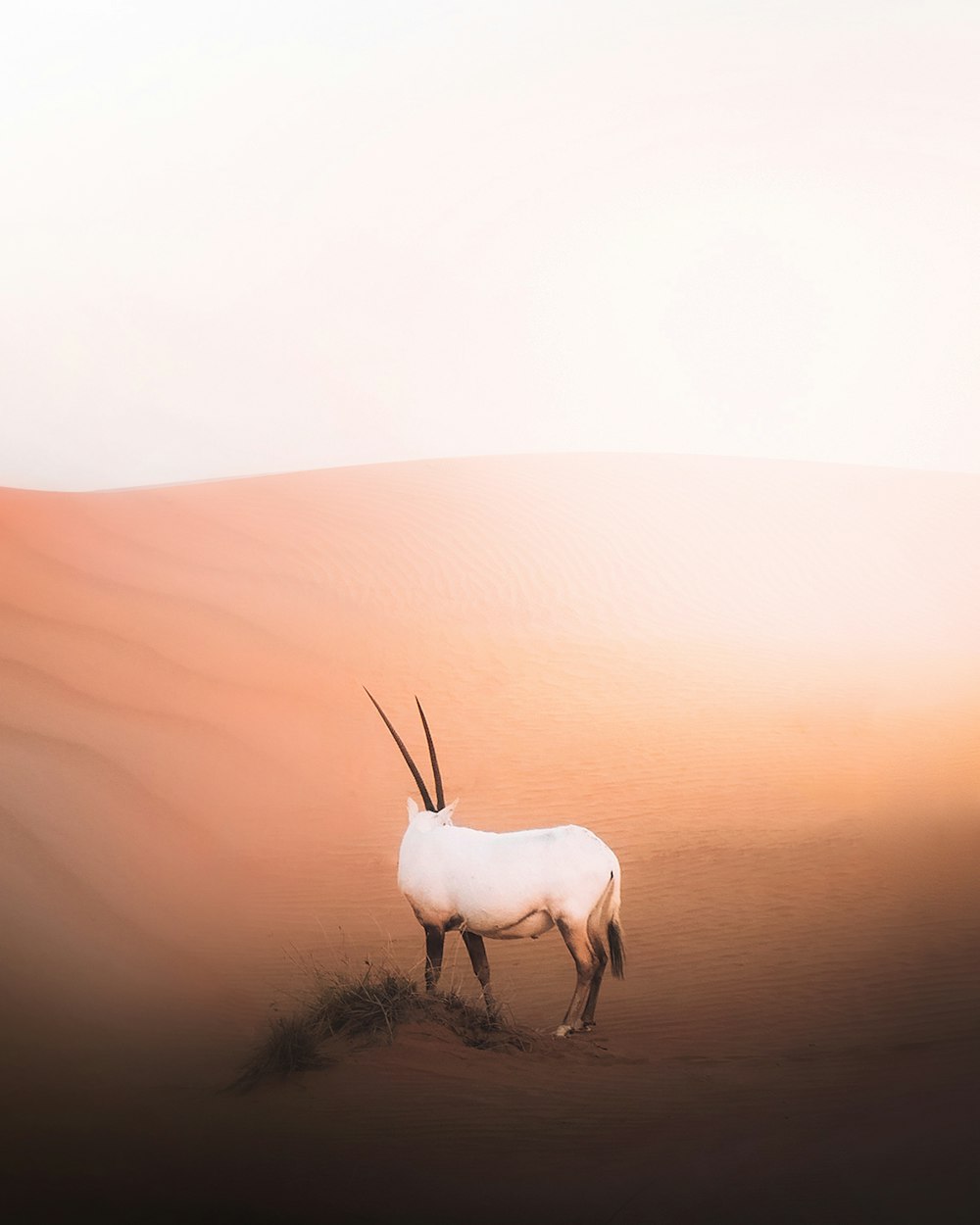 낮 동안 사막에 흰 동물
