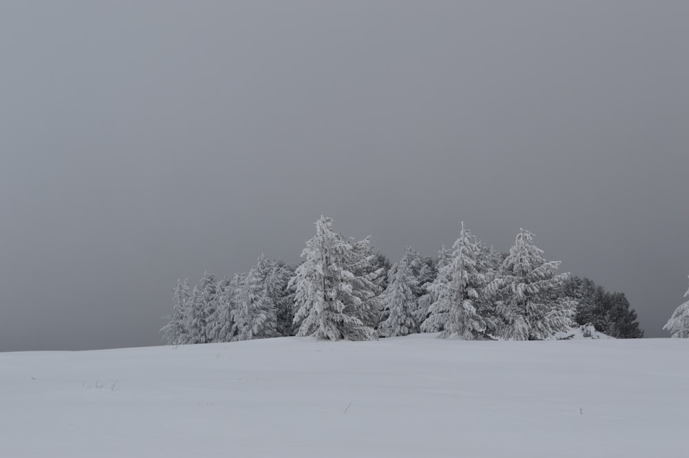 snow covered trees during daytime