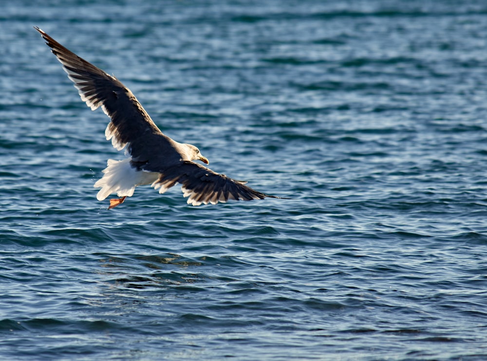 black and white bird flying over the sea during daytime