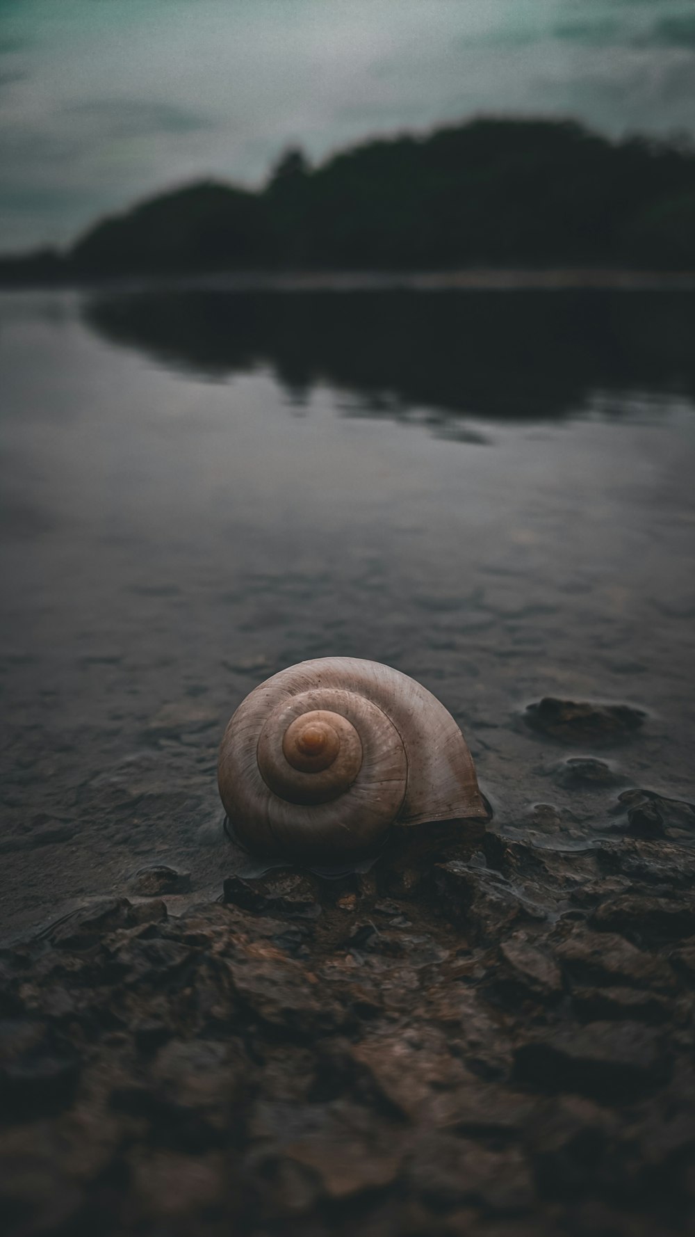 brown snail on black sand