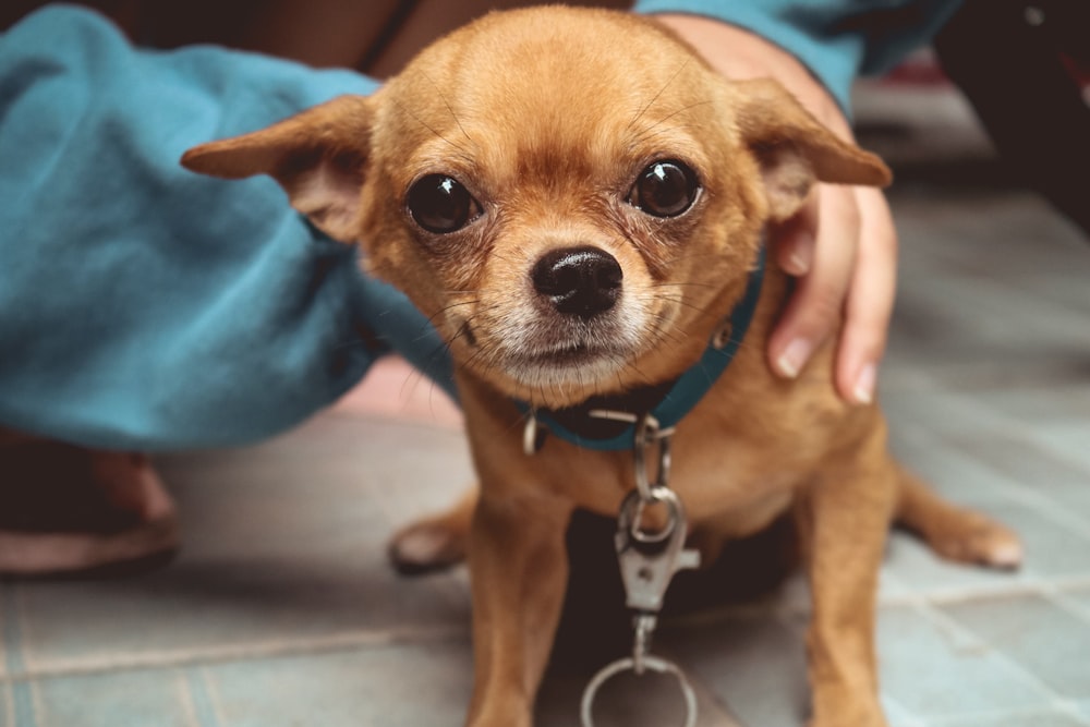 brown chihuahua on persons hand