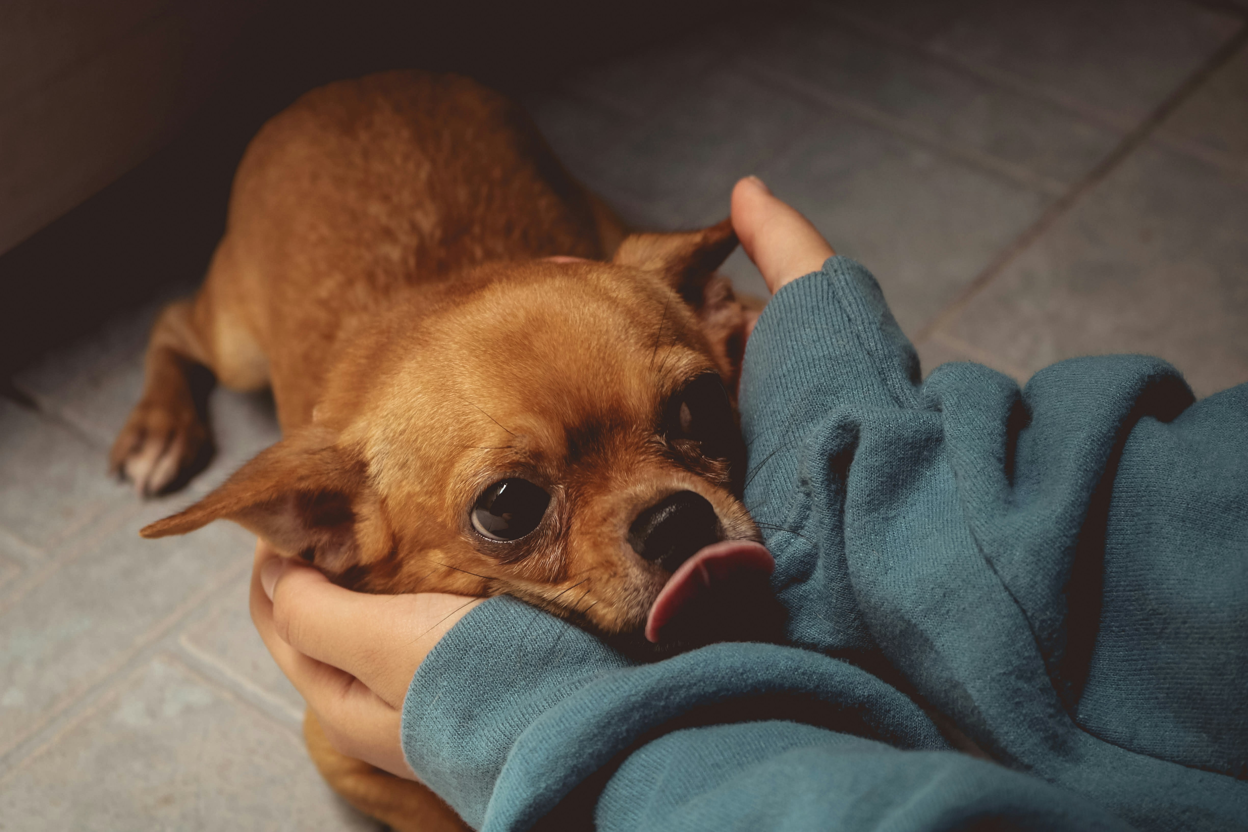 They Display Clingy Behavior After You Return (image credits: unsplash)