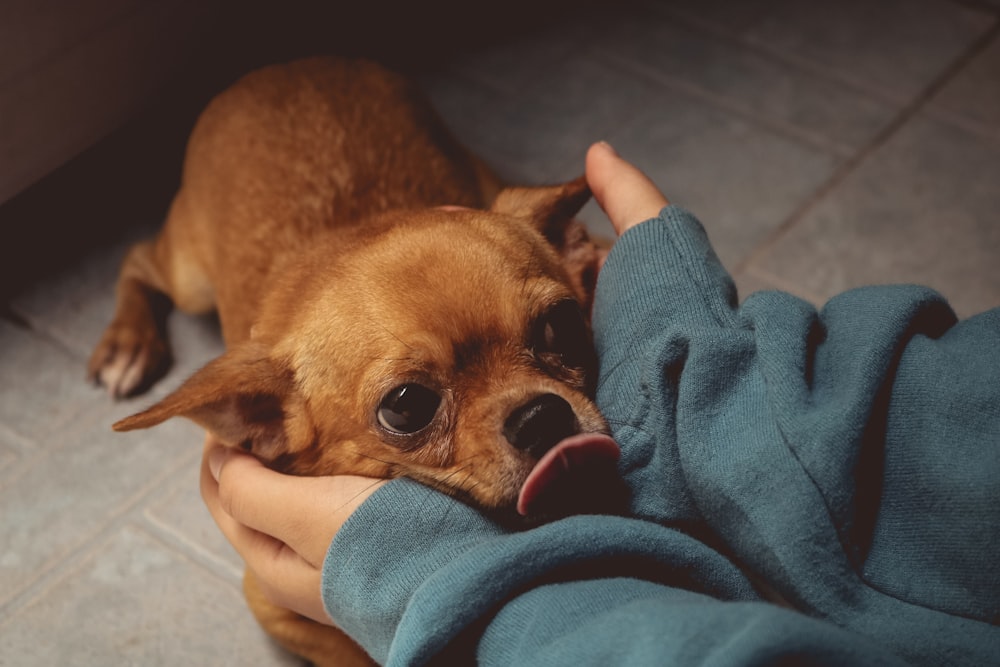 brown chihuahua on blue textile