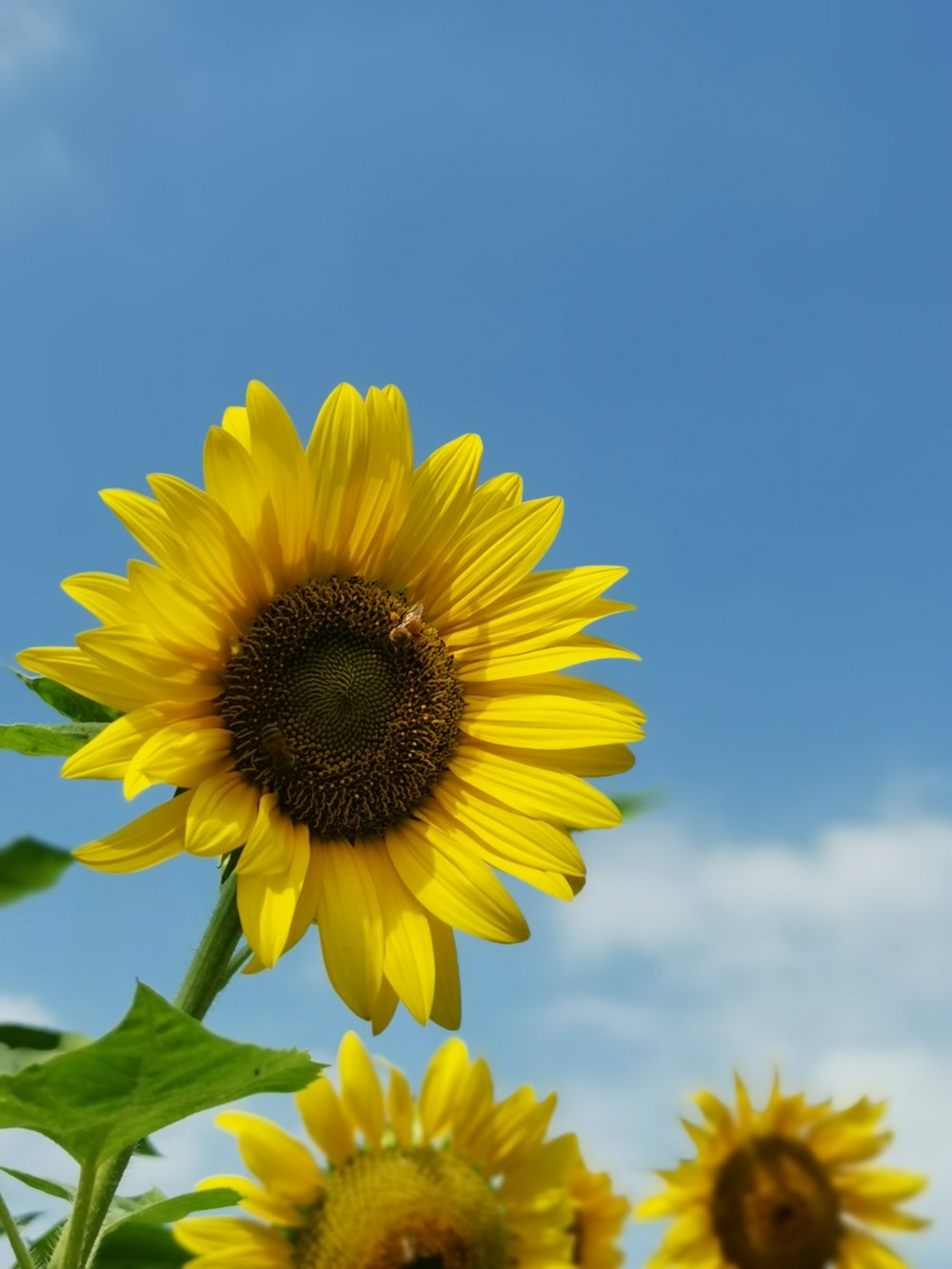 yellow sunflower under blue sky during daytime