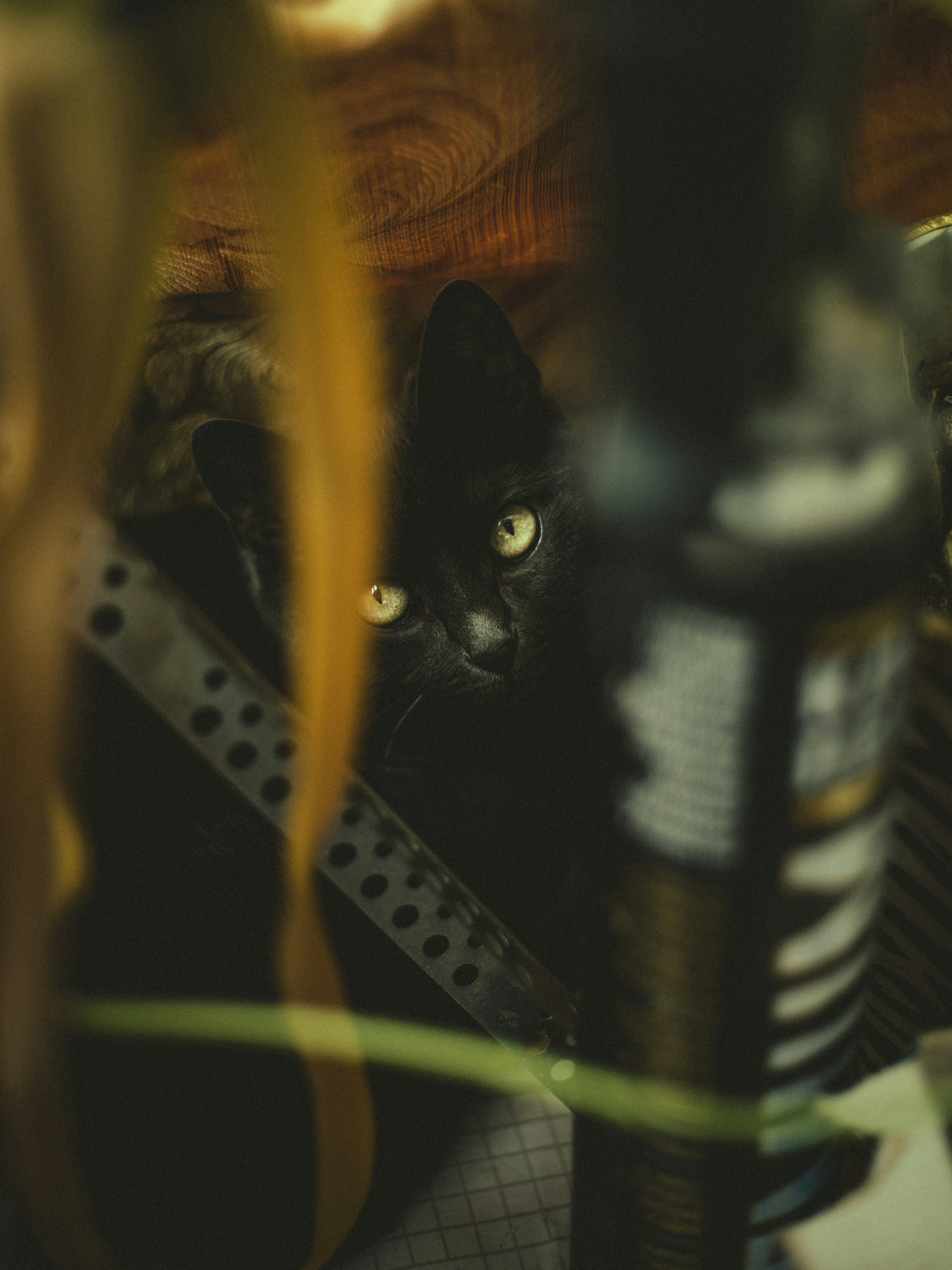 Photo by masaarakshas