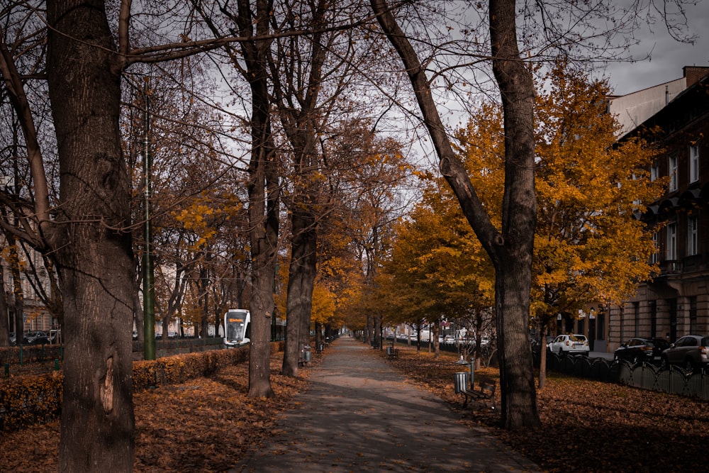 brown trees on gray concrete pathway