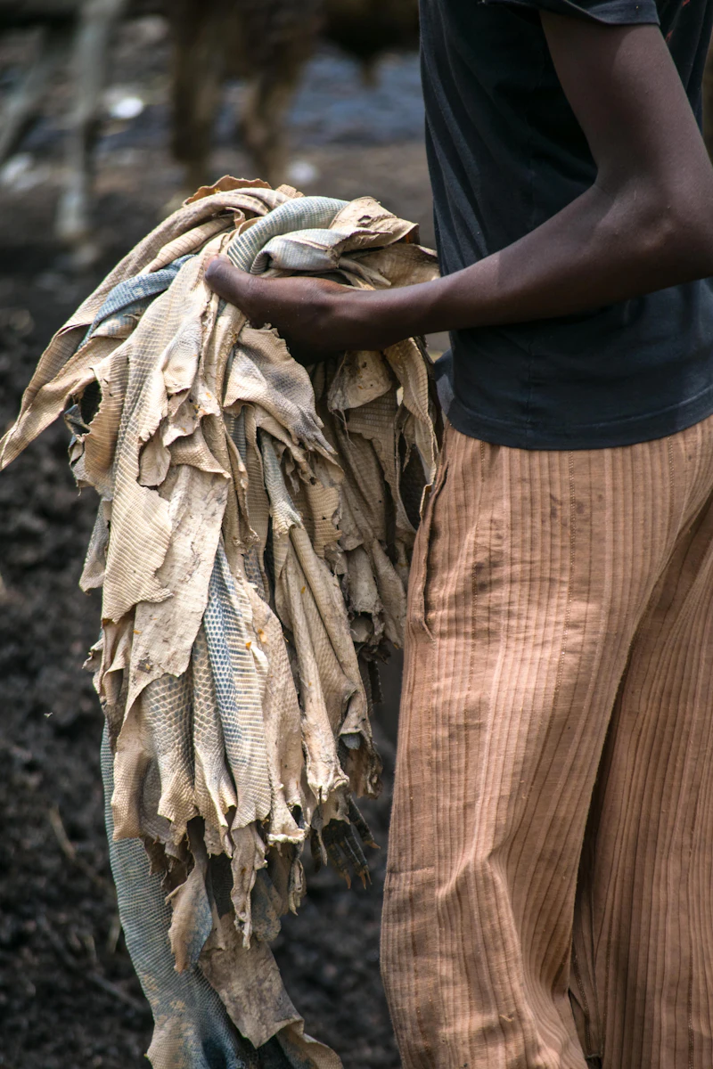 Hides carried across the drying yard
