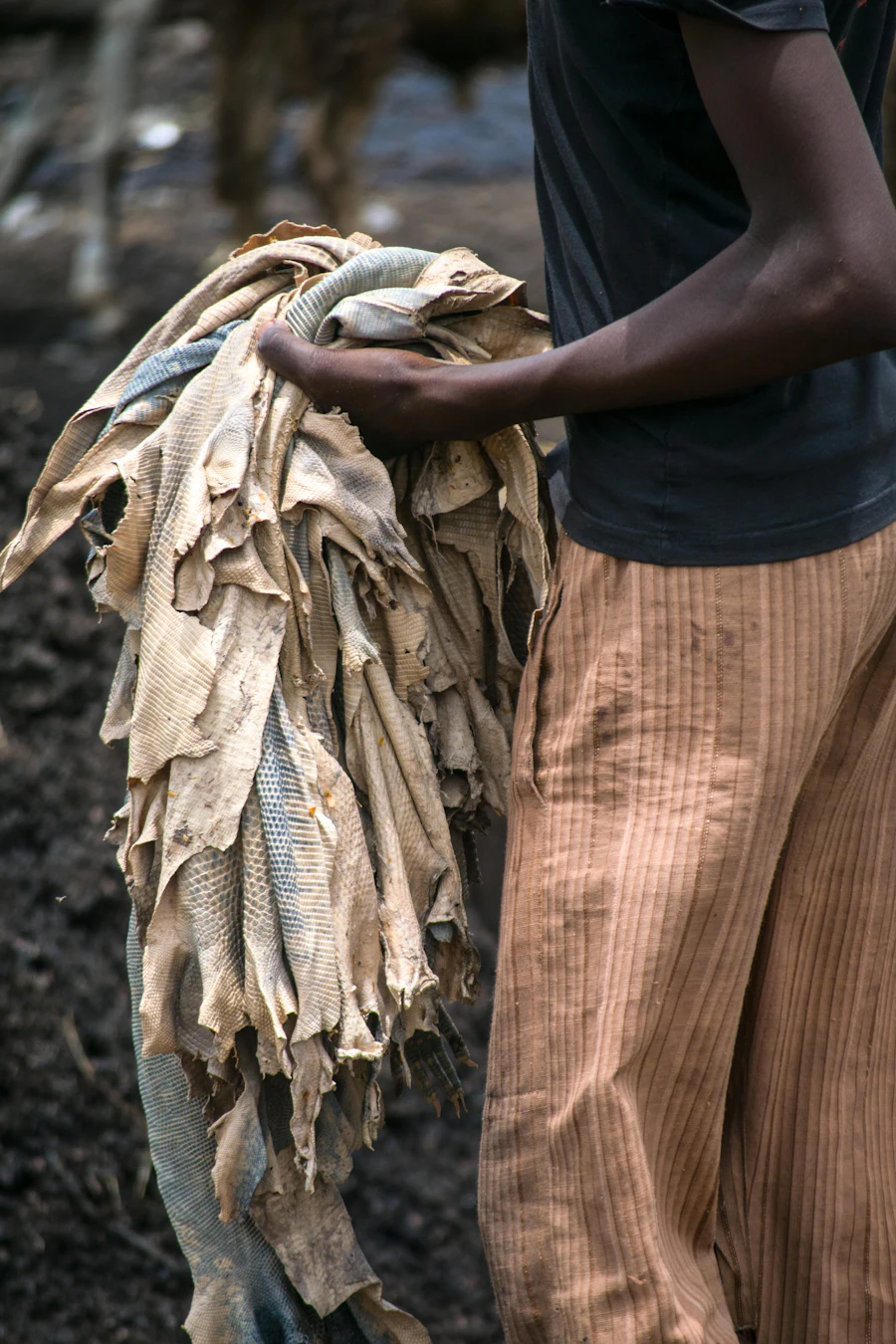 Hides carried across the drying yard
