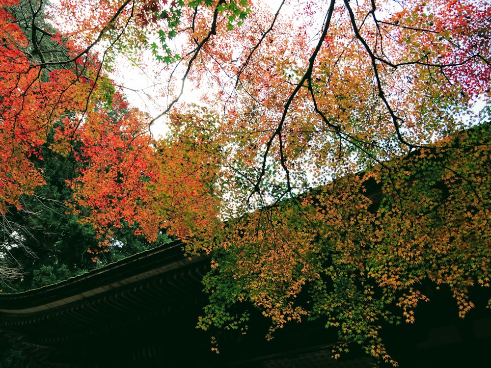 brown and green trees during daytime