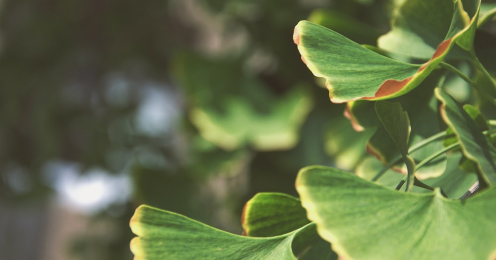 green leaves in tilt shift lens