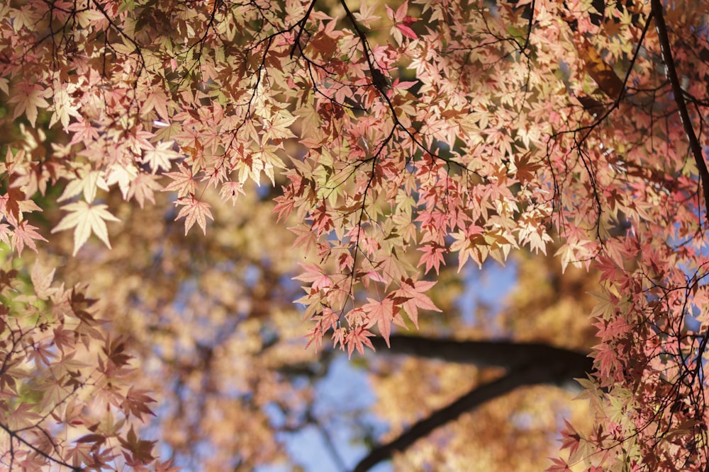 Hojas rosadas y amarillas en la rama marrón del árbol durante el día