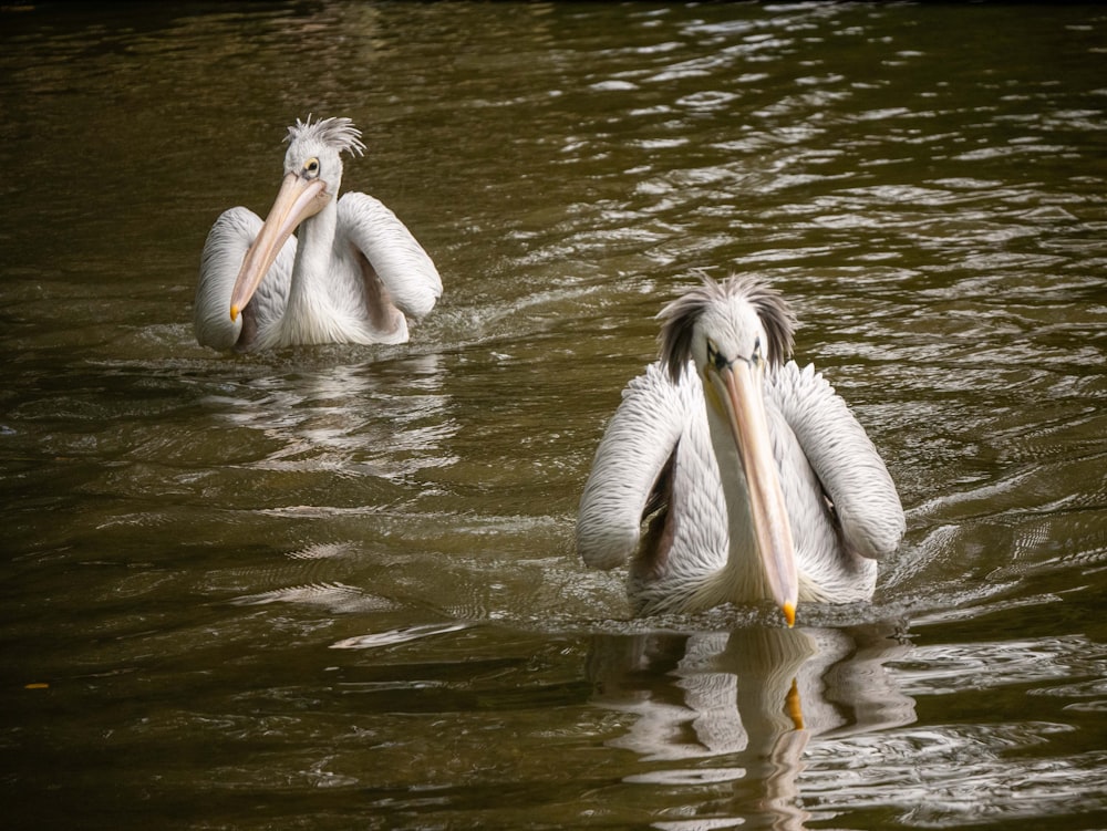 white pelican on body of water during daytime