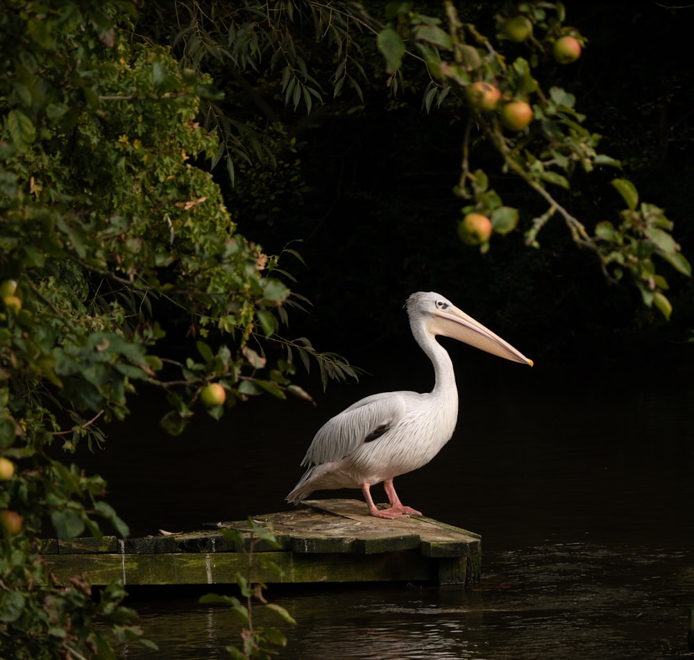 white pelican on brown wooden dock during daytime