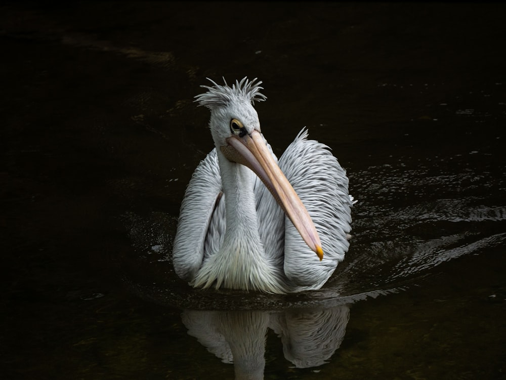 white pelican on water during daytime