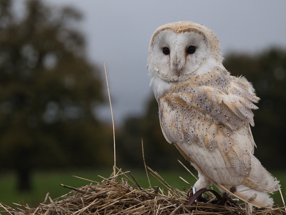 hibou brun et blanc sur l’herbe brune