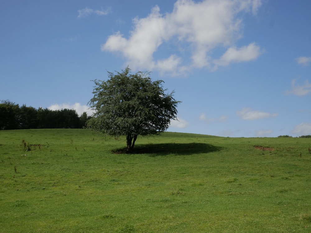 green tree on green grass field under blue sky during daytime