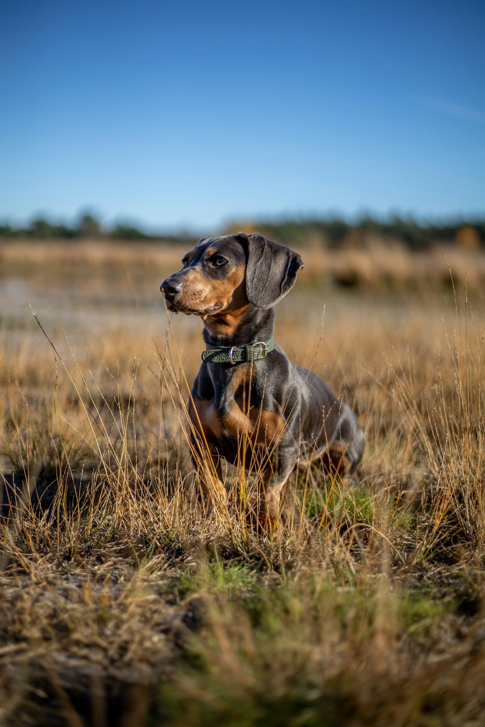 black and brown short coated dog on green grass field during daytime