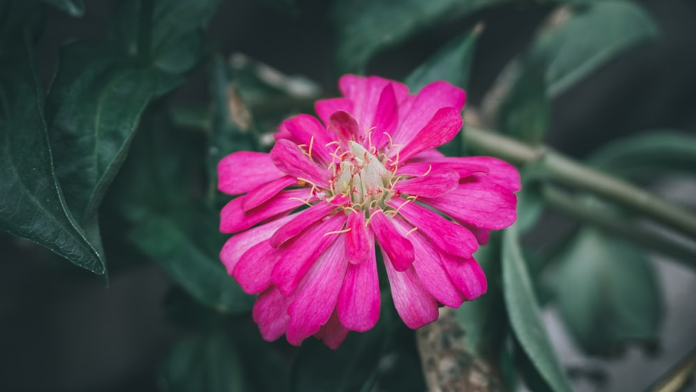 pink flower in tilt shift lens