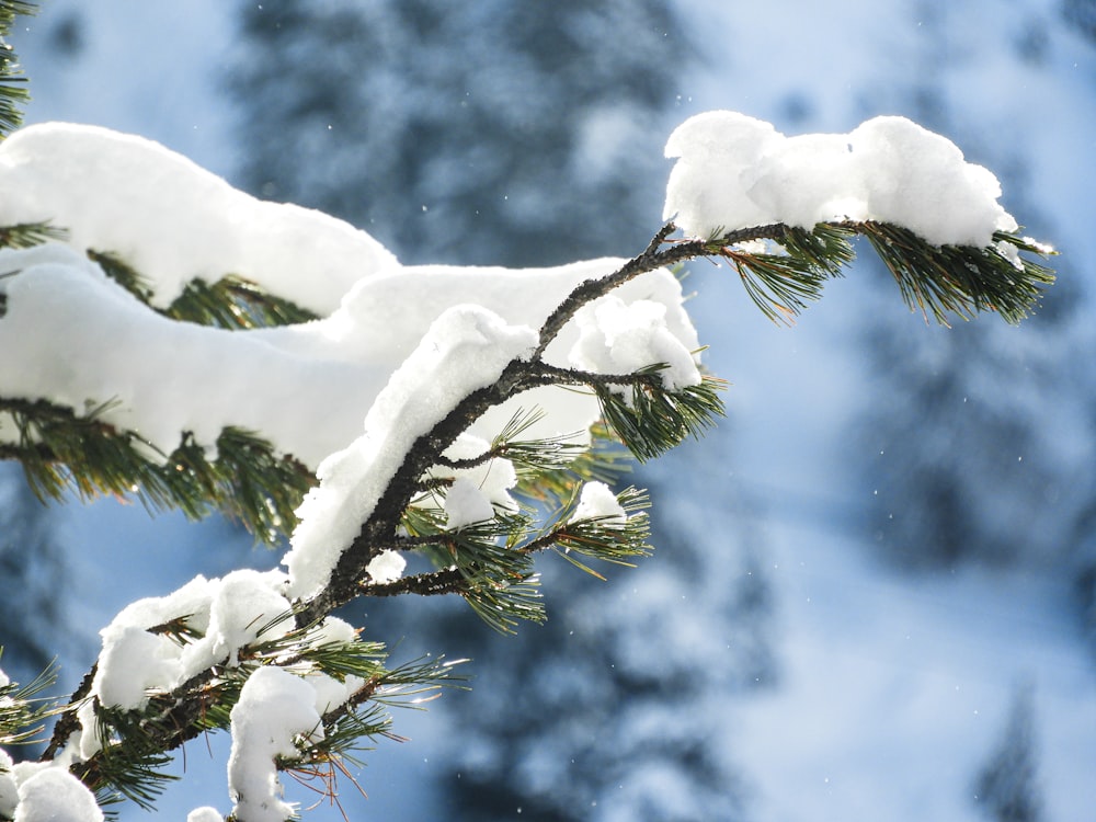 green tree covered with snow