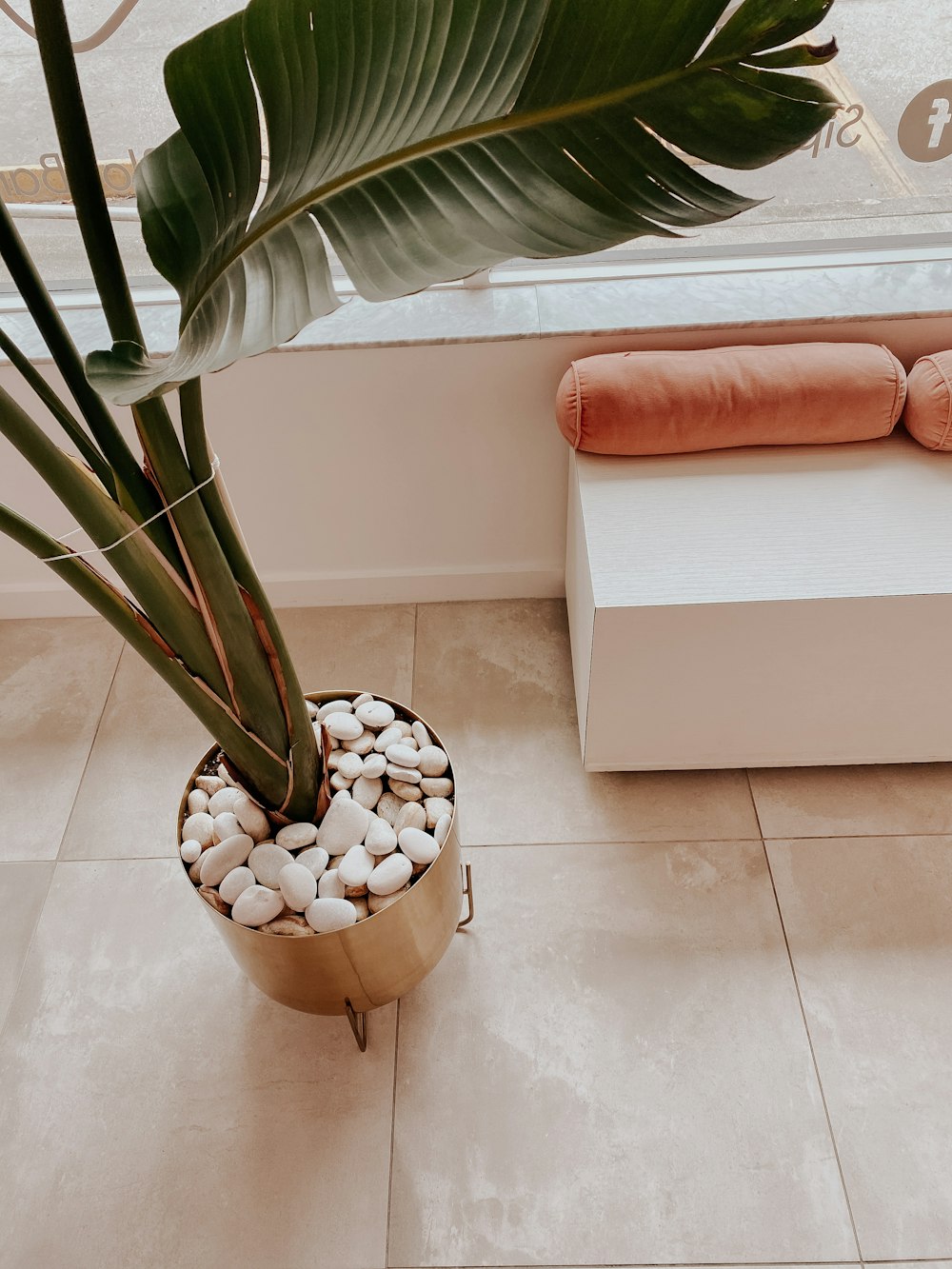 green plant on white ceramic vase