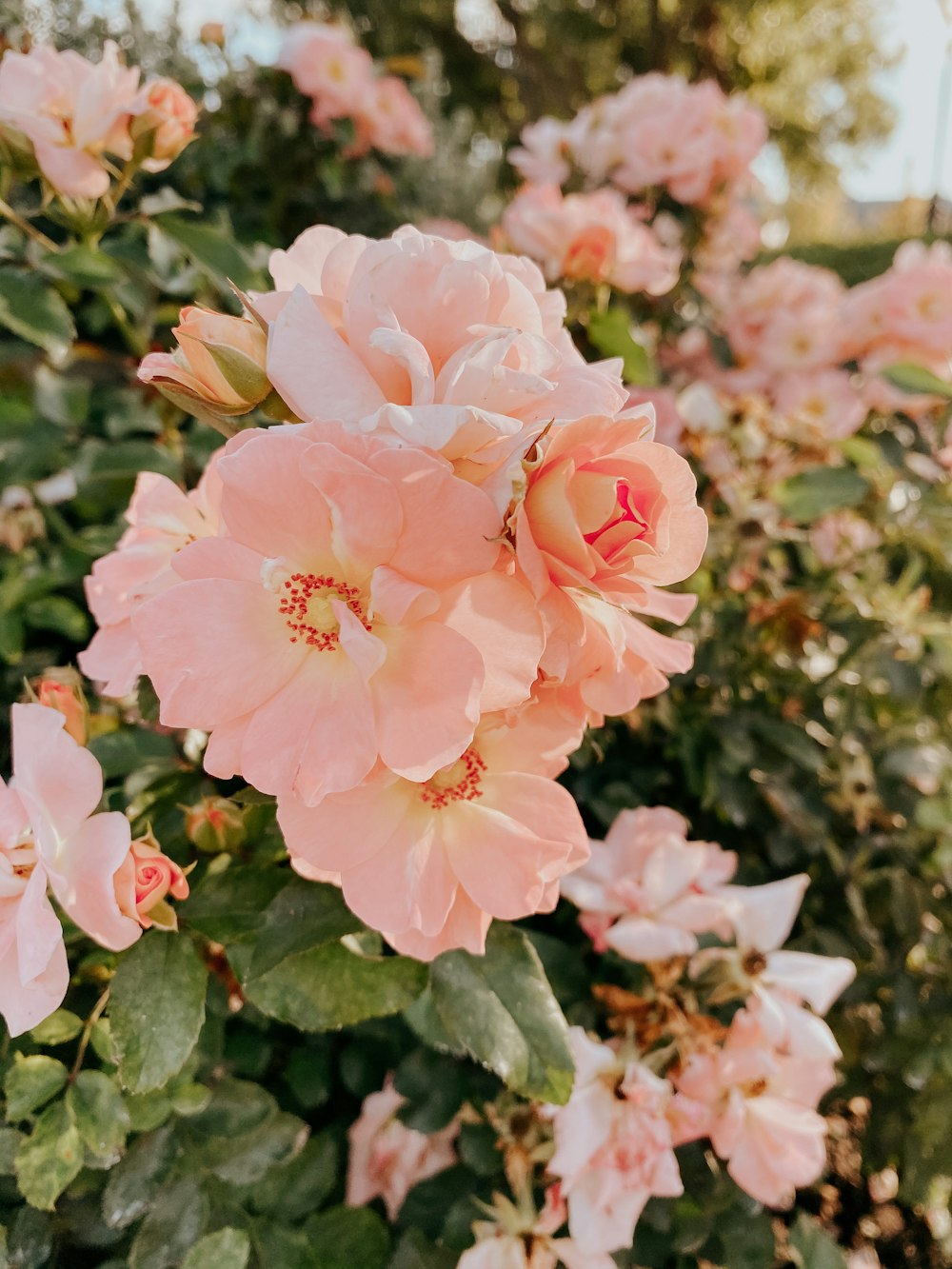 pink flower in tilt shift lens