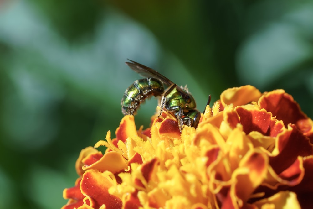 honeybee perched on yellow flower in close up photography during daytime