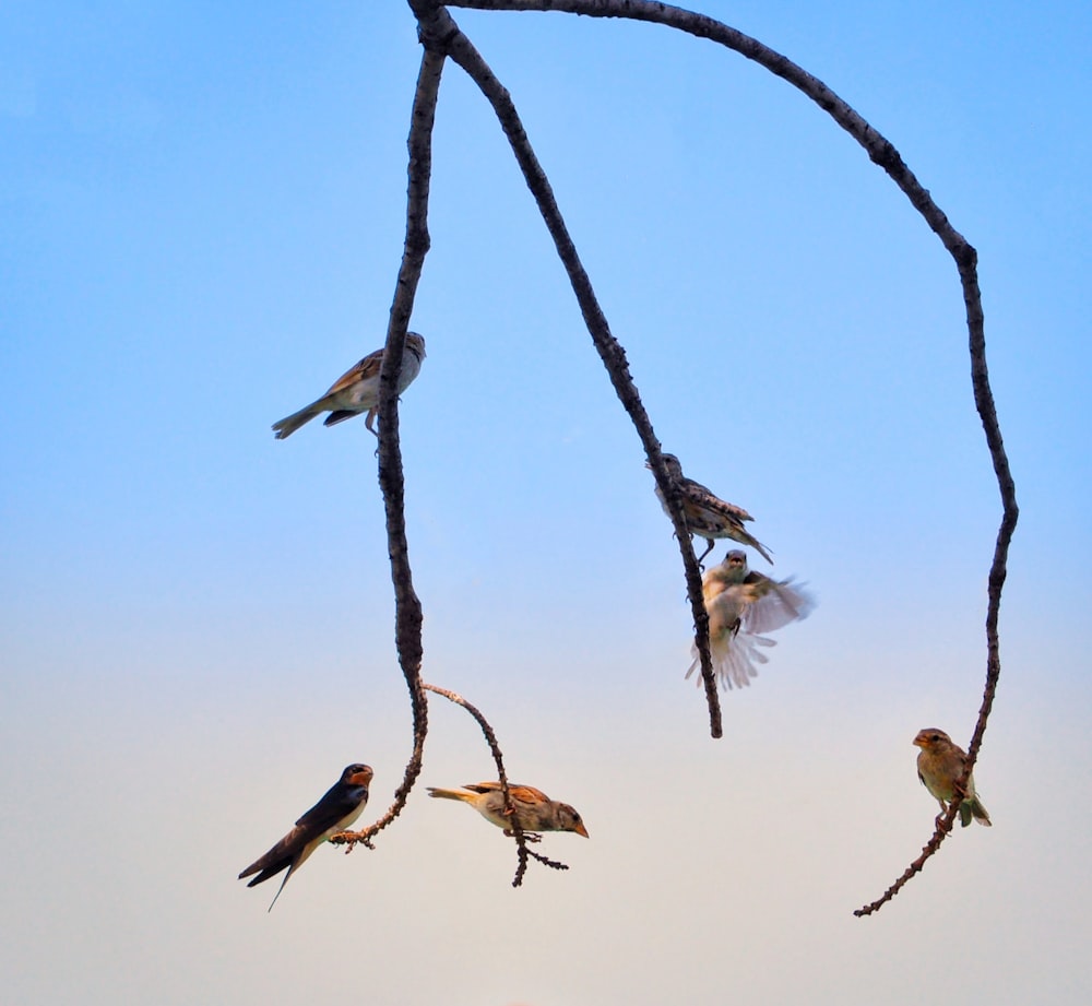 pássaros no galho marrom da árvore durante o dia