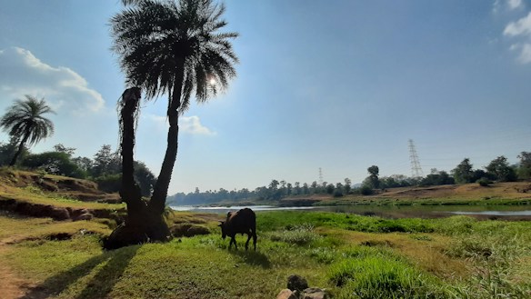A serene landscape featuring a tall palm tree casting a shadow on the grassy terrain. A cow grazes nearby under the clear blue sky, with scattered clouds and power lines in the distance. The backdrop includes a river and more trees, adding to the tranquil rural setting.