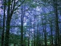 A serene magical forest with blue hues and soft light filtering through the trees.