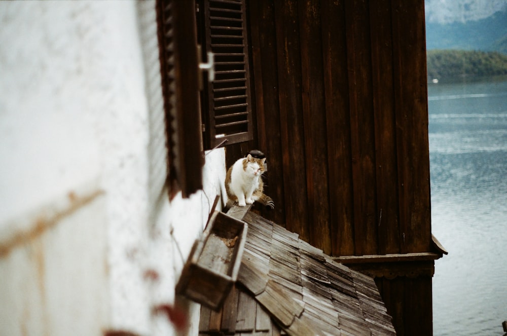 white bird on brown wooden fence