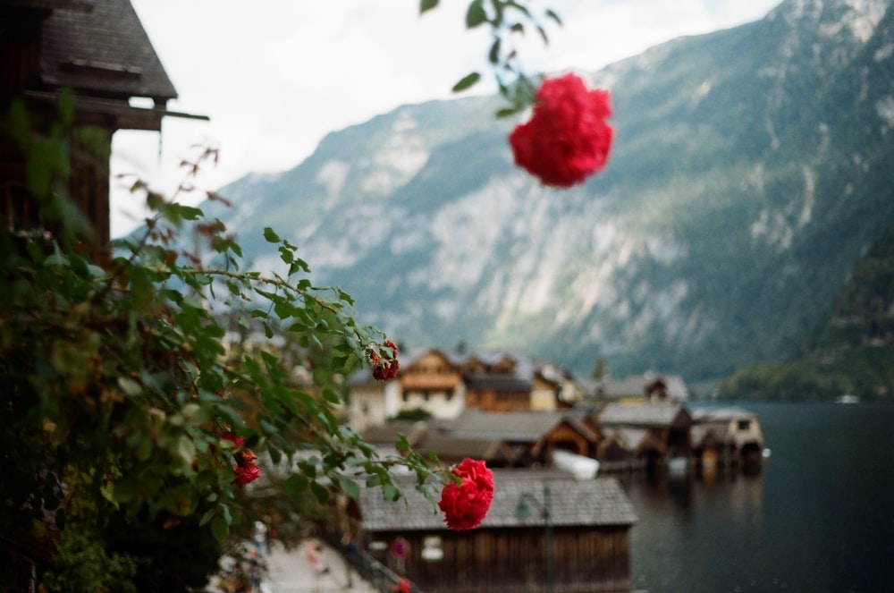 red rose near body of water during daytime